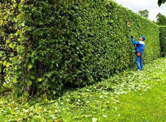 TreeTop Tree Service - Arlington, TX