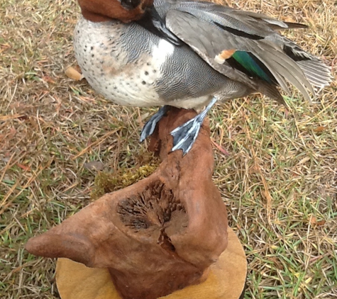 Island Taxidermy - Roper, NC