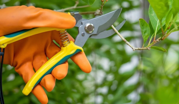 Woodstock Tree and Stump Removal - Coldstream, VIC