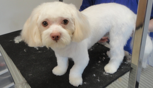 A Shampoochies Dog Grooming And Spa LLC - Las Vegas, NV