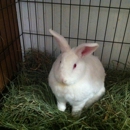 Rabbit Ears Pet Supply - Pet Stores
