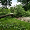 Olsen Tree Service, LLC - Tree Service