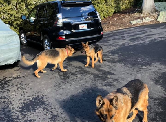 Mary K Letwin, DVM - North Andover, MA. Logan (10) Lilly (3) and Brewski (6 months)