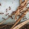 Broom Pest Control gallery
