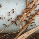 Broom Pest Control - Pest Control Equipment & Supplies
