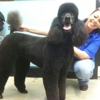 Family Pet Grooming gallery