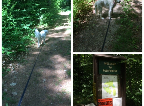 Fox State Forest - Hillsborough, NH