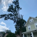 Madison Tree Care & Landscaping, Inc. - Tree Service