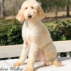 SouthEast Doodles gallery