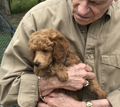 At Home Veterinary Care - Tallahassee, FL. Ben ( my dad) with his min poodle Lancelot