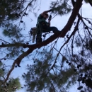 J & J Tree Care - Tree Service