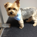 Pampered Puppy Dog Grooming - Pet Services