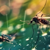 Ewert Pest and Wildlife Control gallery