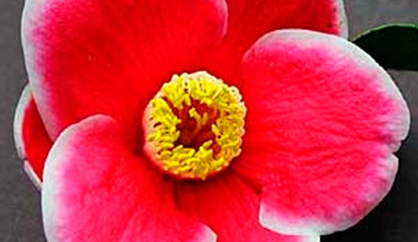 Camellia Grove Nursery - Glenorie, NSW