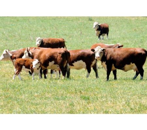 Rural Management Strategies Pty Ltd - Cootamundra, NSW