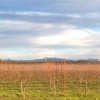 Agate Ridge Vineyard gallery