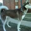 Lost Dog Registry gallery