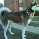 Lost Dog Registry - Pet Breeders