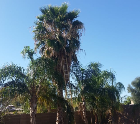 TDR Tree Services - Mesa, AZ. Neglected Palm Tree In Mesa Arizona