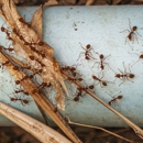 Chem-Tech Pest Solutions - Pest Control Equipment & Supplies