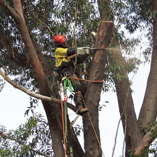 Branching Out Tree Care - Barragup, WA