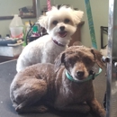 Majestic Joy Yorkies - Pet Breeders
