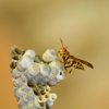 All Star Pest Control Inc gallery