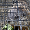 Varment Guard Wildlife Services gallery