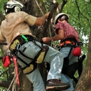 Woodlawn Tree Service - Arborists