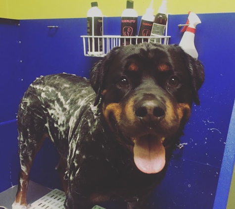 Earth Dog Spa and Apawthecary - Lexington, KY