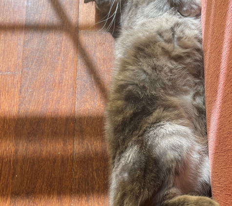 Acacia Veterinary Surgery - Yeppoon, QLD