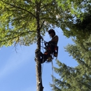 Aadams Tree Service, Trimming, & Stump Grinding Woodinville Wa - Arborists