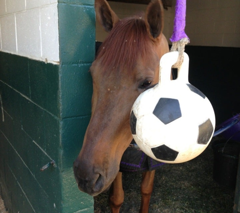 Paddock Riding Club - Los Angeles, CA