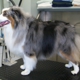 Morningstar Dog Grooming