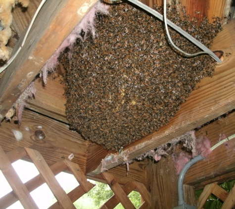 Southeast Bee Removal LLC - Fayetteville, GA