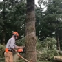 Gold Tooth Gorilla Tree Service