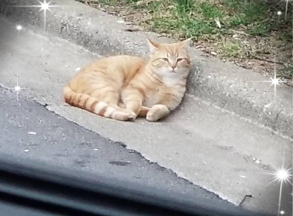 Bardstown Road Animal Clinic - Louisville, KY. Tigger, saved by this wonderful vet