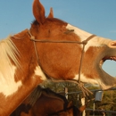 Circle D Ranch LLC - Horse Boarding