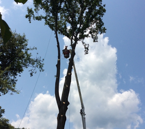 Jim's Tree Service & Landscaping - Mount Bethel, PA