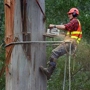 Precision Tree Service