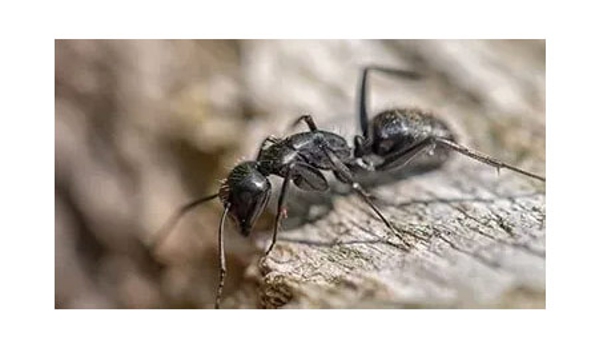 Termite Technology - Albury, NSW