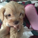 Cavapoo Central - Pet Stores
