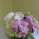 Ideal Orchids - Palm Beach Premium Orchid Florist - Wholesale Plants & Flowers