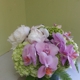 Ideal Orchids - Palm Beach Premium Orchid Florist