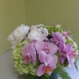 Ideal Orchids - Palm Beach Premium Orchid Florist