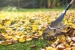 Fresh Lawn - Lawn Maintenance