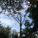 Lake Effect Tree Service - Tree Service