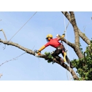Tnt Tree Service & Stump Grinding - Arborists