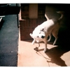 U Dirty Dog gallery