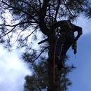 Garrison Tree Services - Arborists